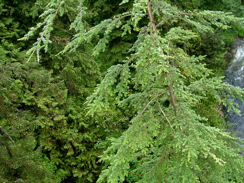 Looking down from the Capilano Suspension Bridge